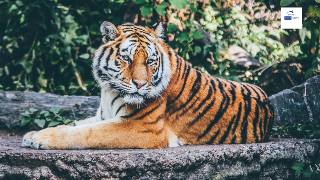 The 5 Best Zoos in the United States .