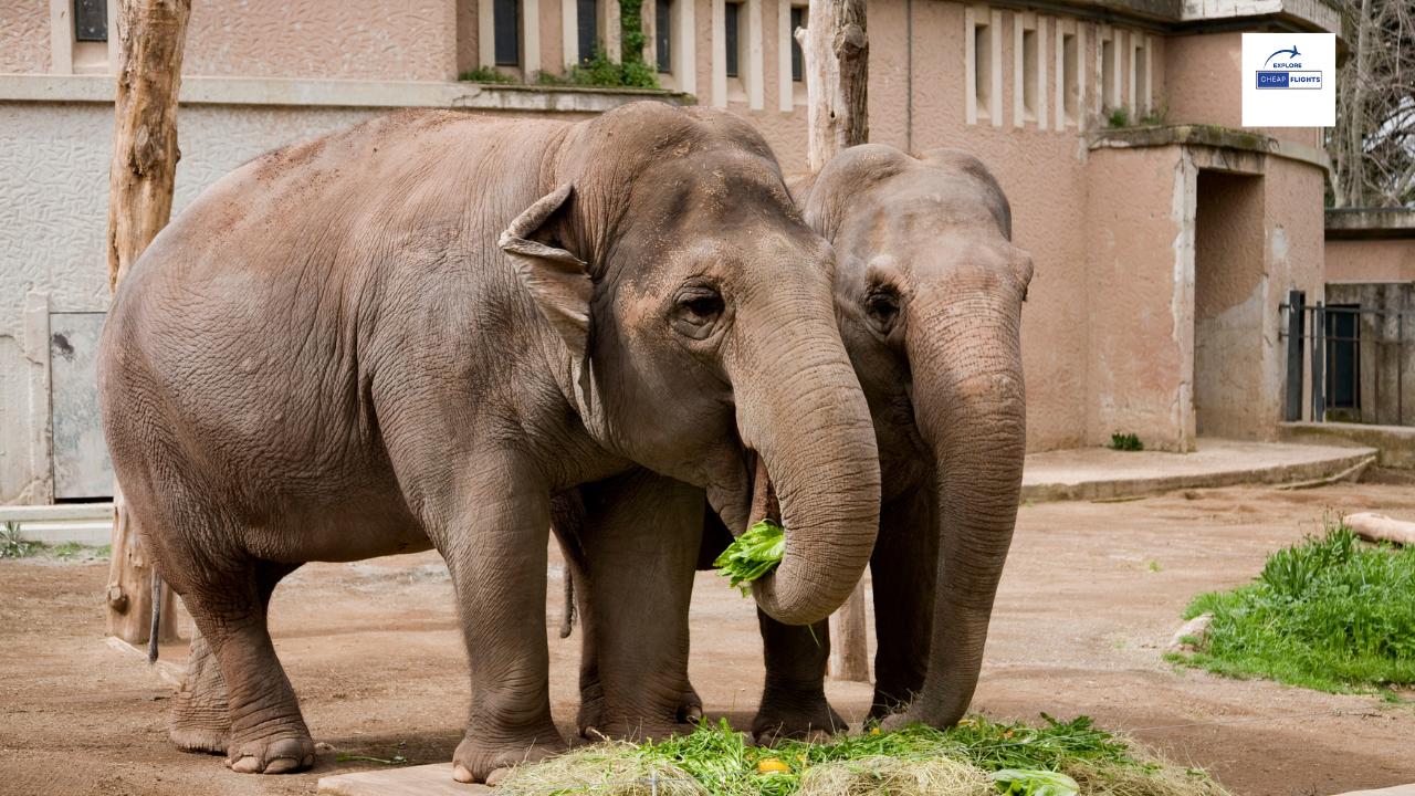 The 5 Best Zoos in the United States .
